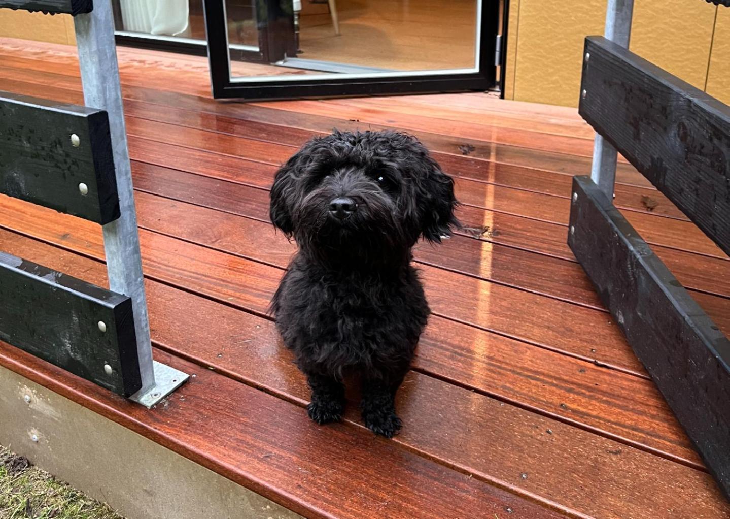 Standard Double Pet Friendly