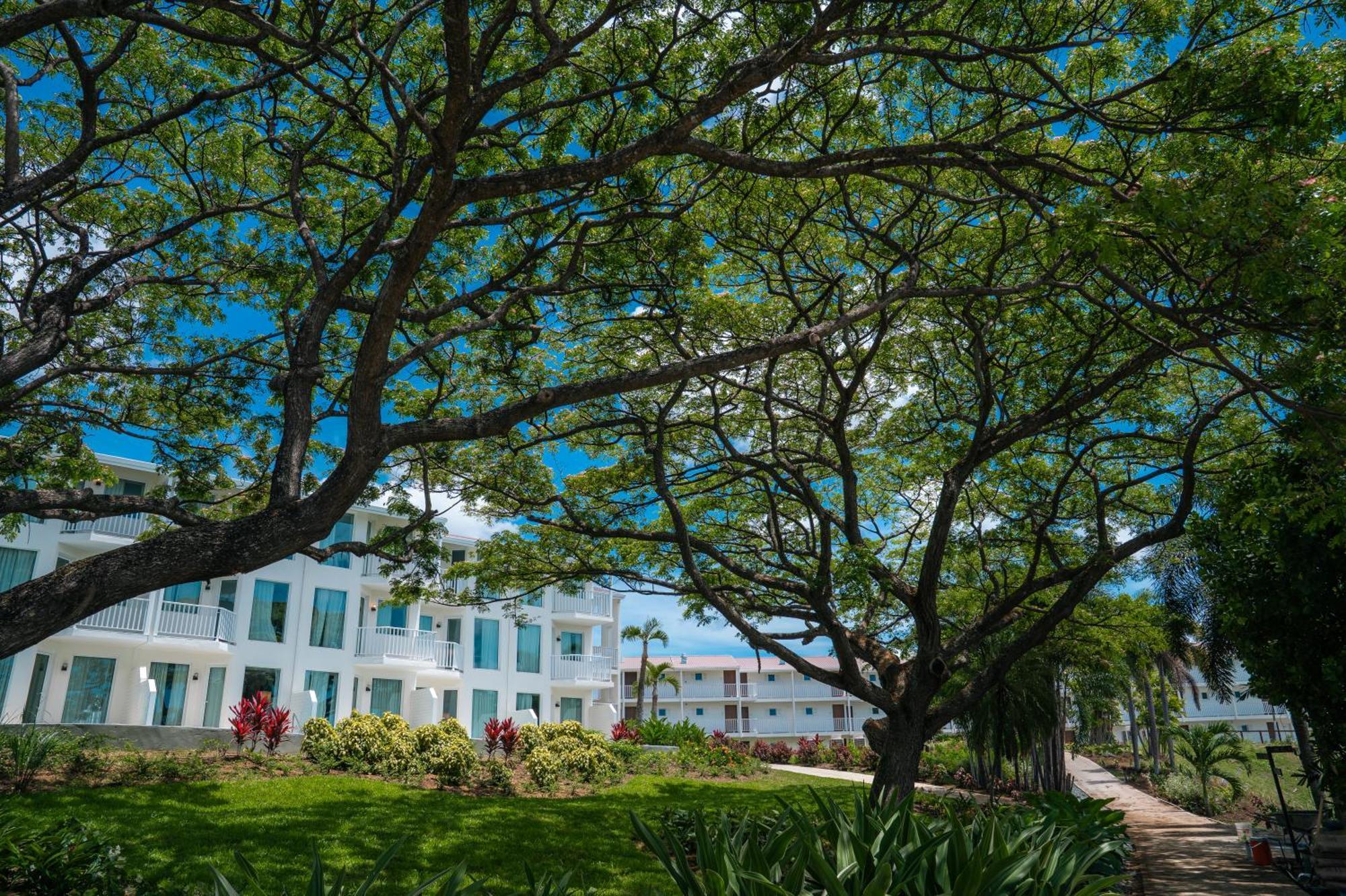 Deluxe King Room Tropical View