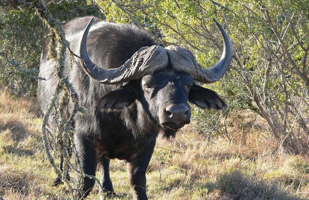 Lalibela Wildlife Reserve - Inzolo Lodge-1