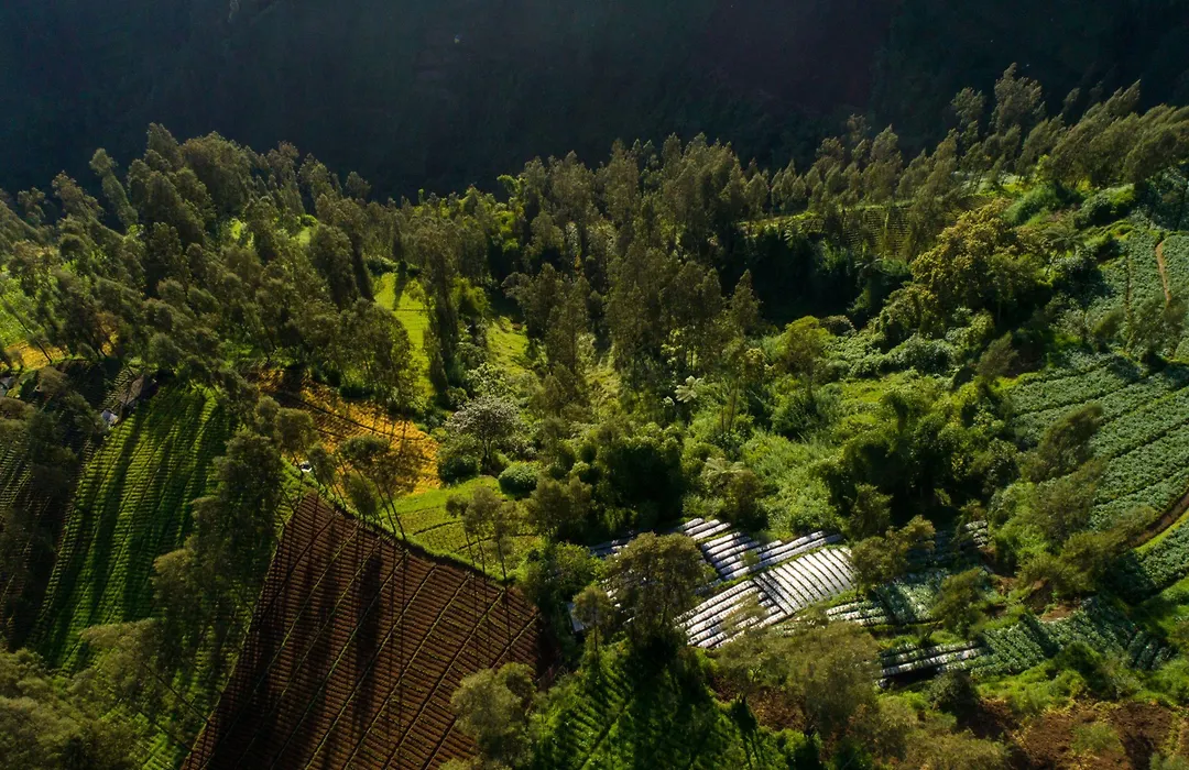 Plataran Bromo-1