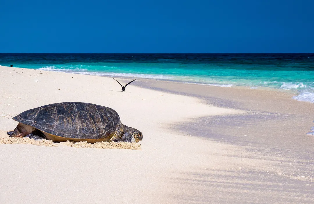 Wilson Island-1