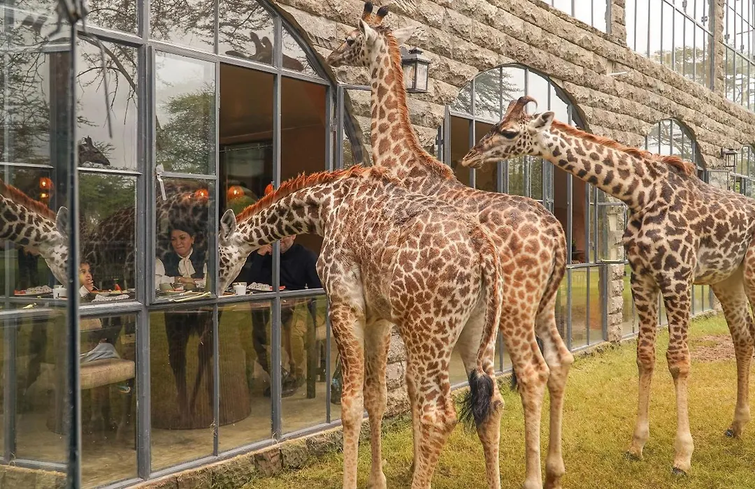 Giraffe Manor Tanzania-1