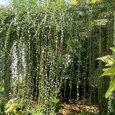 Plantation House-2