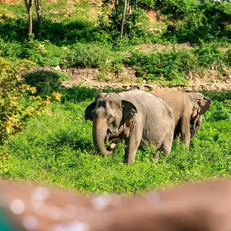 Wild Cottages Elephant Sanctuary Resort-3