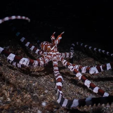 Lembeh Resort-3