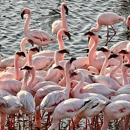 Flamingo Villas Boutique Hotel-3
