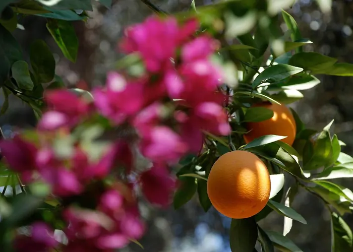 Hotel Dar Zitoune Taroudant