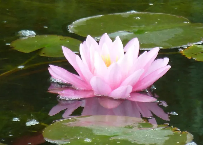 Wellness- Und Gartenhotel Heusser