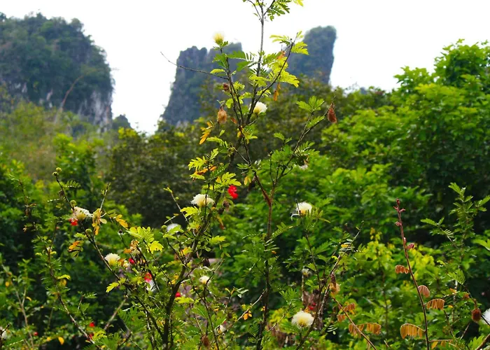 Khao Sok Morning Mist Resort