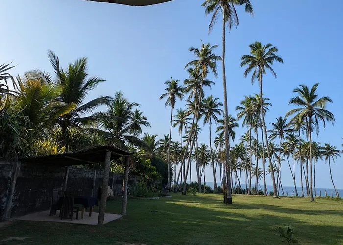Coconut Tree Hill Rekawa