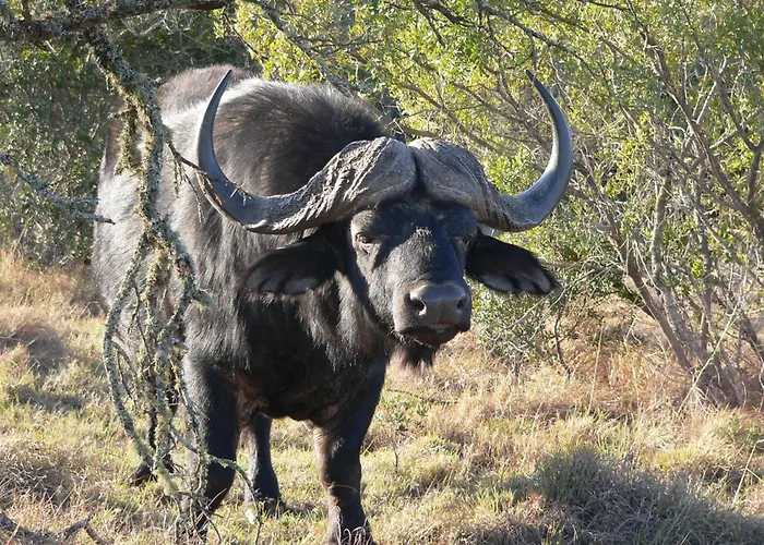 Lalibela Wildlife Reserve - Inzolo Lodge Sidbury