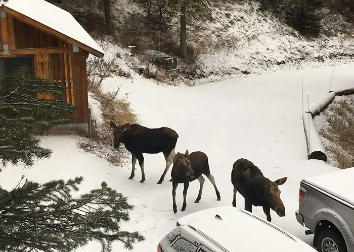 Jackson Hole Hideout