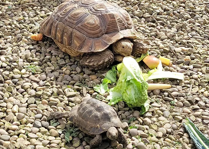 Hideaway Escapes: Farmhouse B&B with Animal Encounters in Pembrokeshire