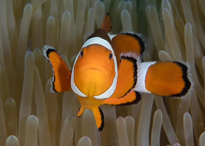 Bunaken Oasis Dive Resort And Spa