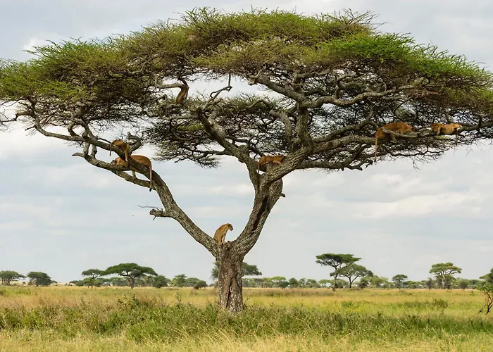 Ngorongoro Lodge Member Of Melia Collection - The Leading Hotels Of The World