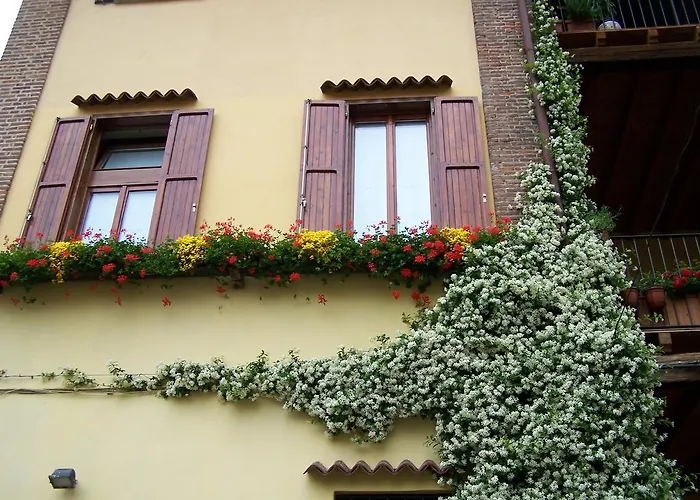 B&B Rosy
